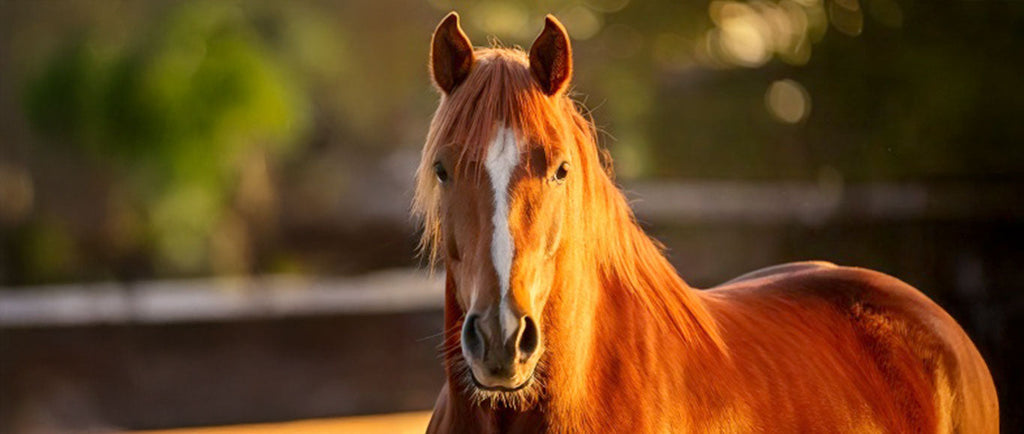 Ein neues Pferd zieht ein – Was kann ich schenken?